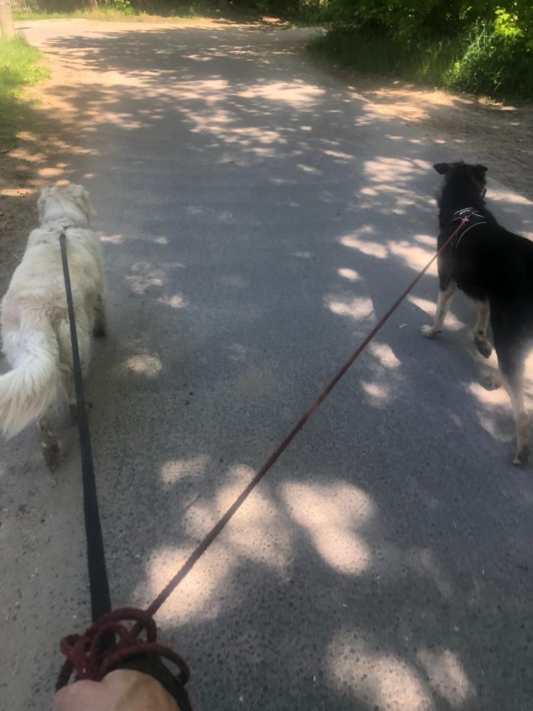 Leinenführigkeit mit 2 Hunden